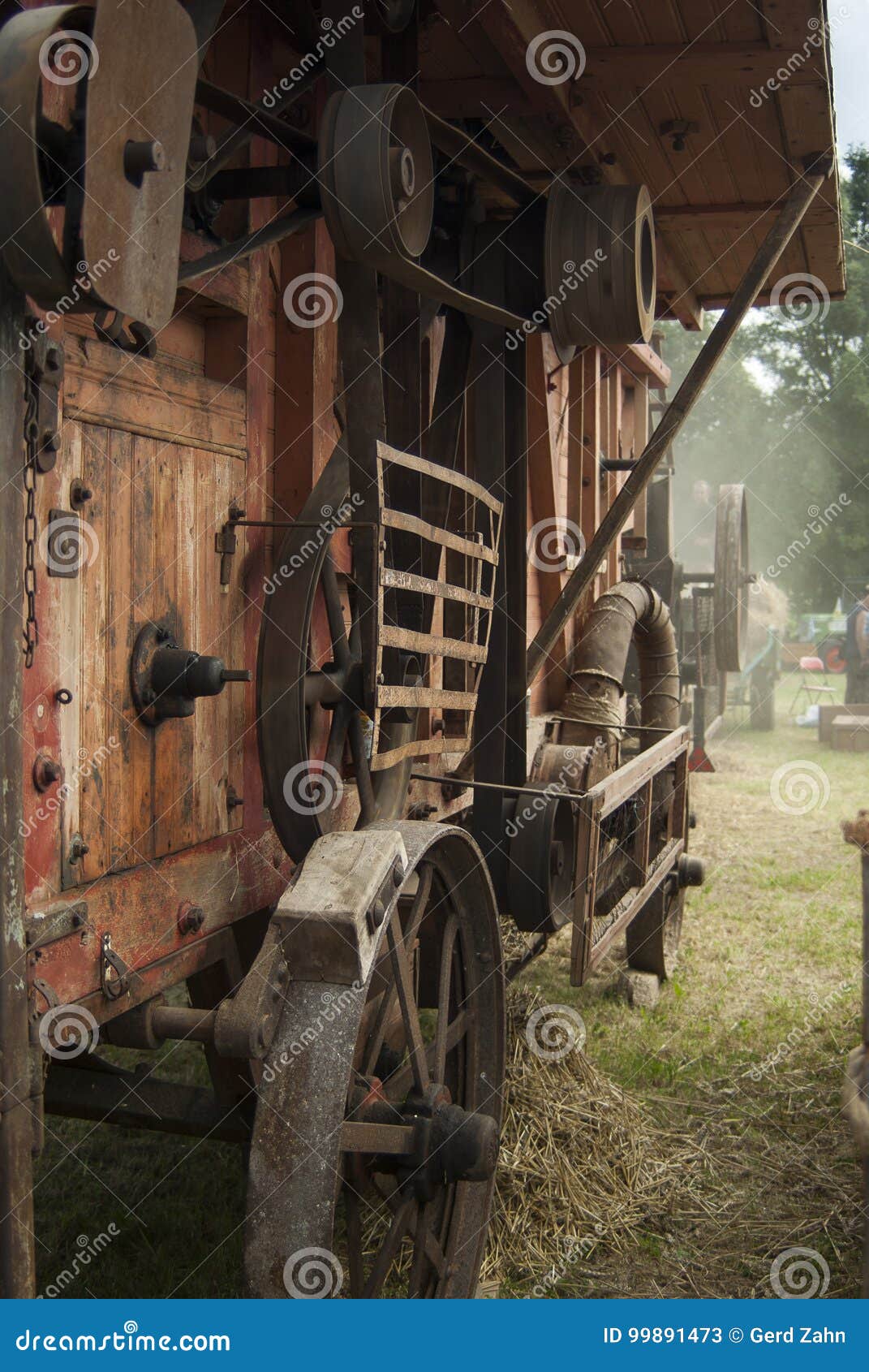 view of a historic threshing machine in operation while threshing wheat
