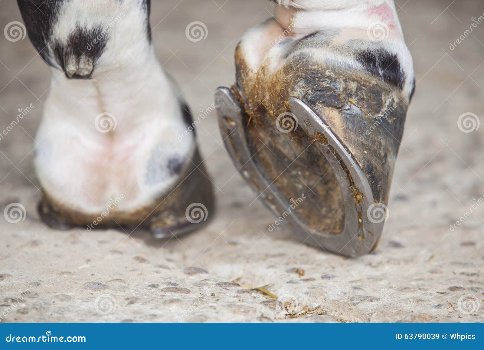 view of horse foot hoof outside stables