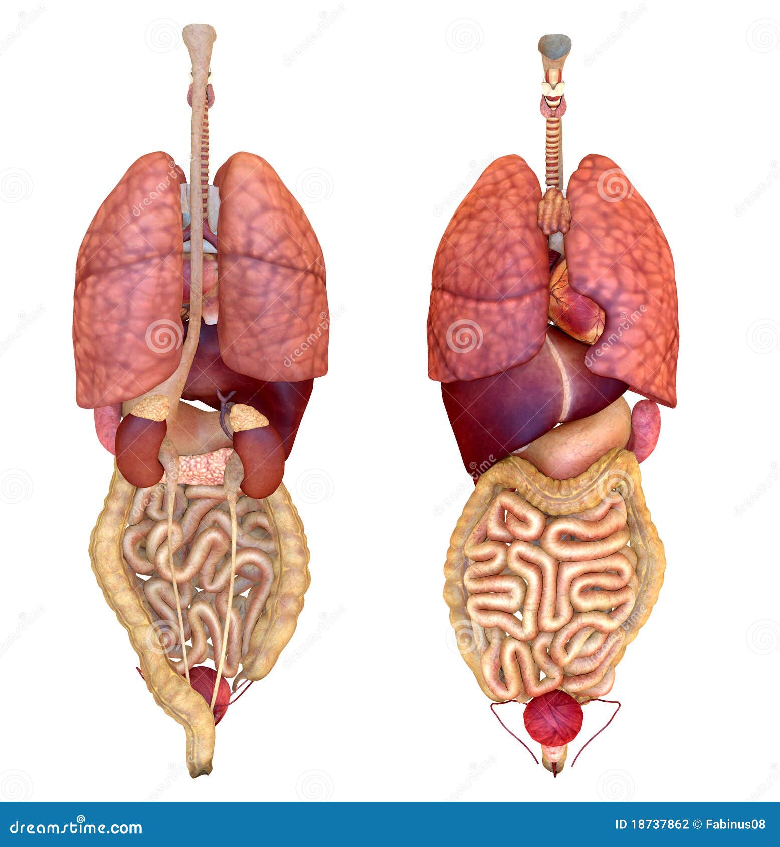 View of internal organs stock illustration. Illustration of internal