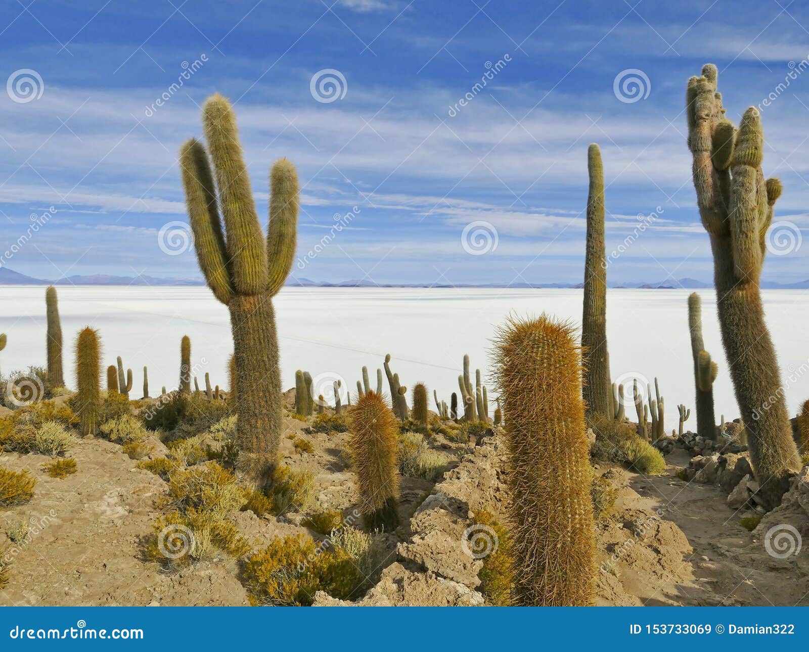 view from isla incahuasi on salar de uyuni, altiplano, salar de uyuni, bolivia