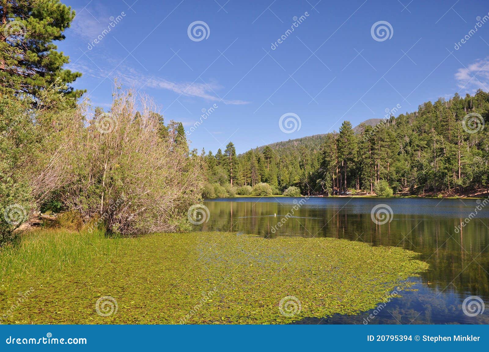 View of Jenks Lake stock photo. Image of peaceful, ponderosa 20795394