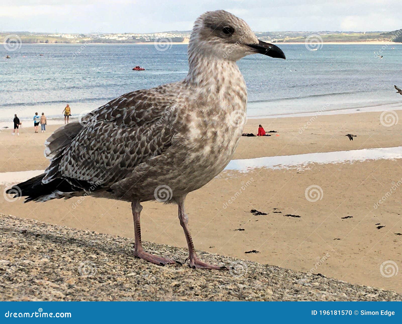 A View of a Juvenile Herring Gull Stock Photo Image of birds, bird 196181570