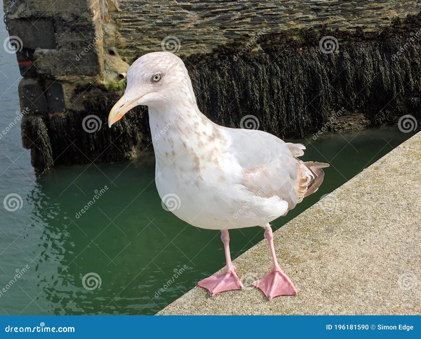 A View of a Juvenile Herring Gull Stock Photo Image of ground