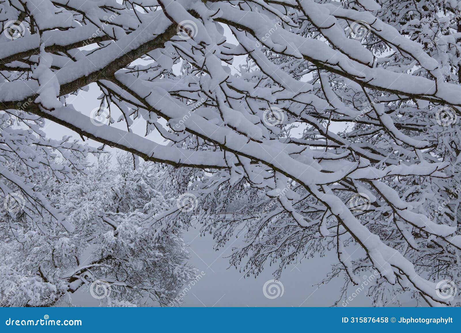 view of the lake through the frost-covered tree branches... trakai, lithuania.