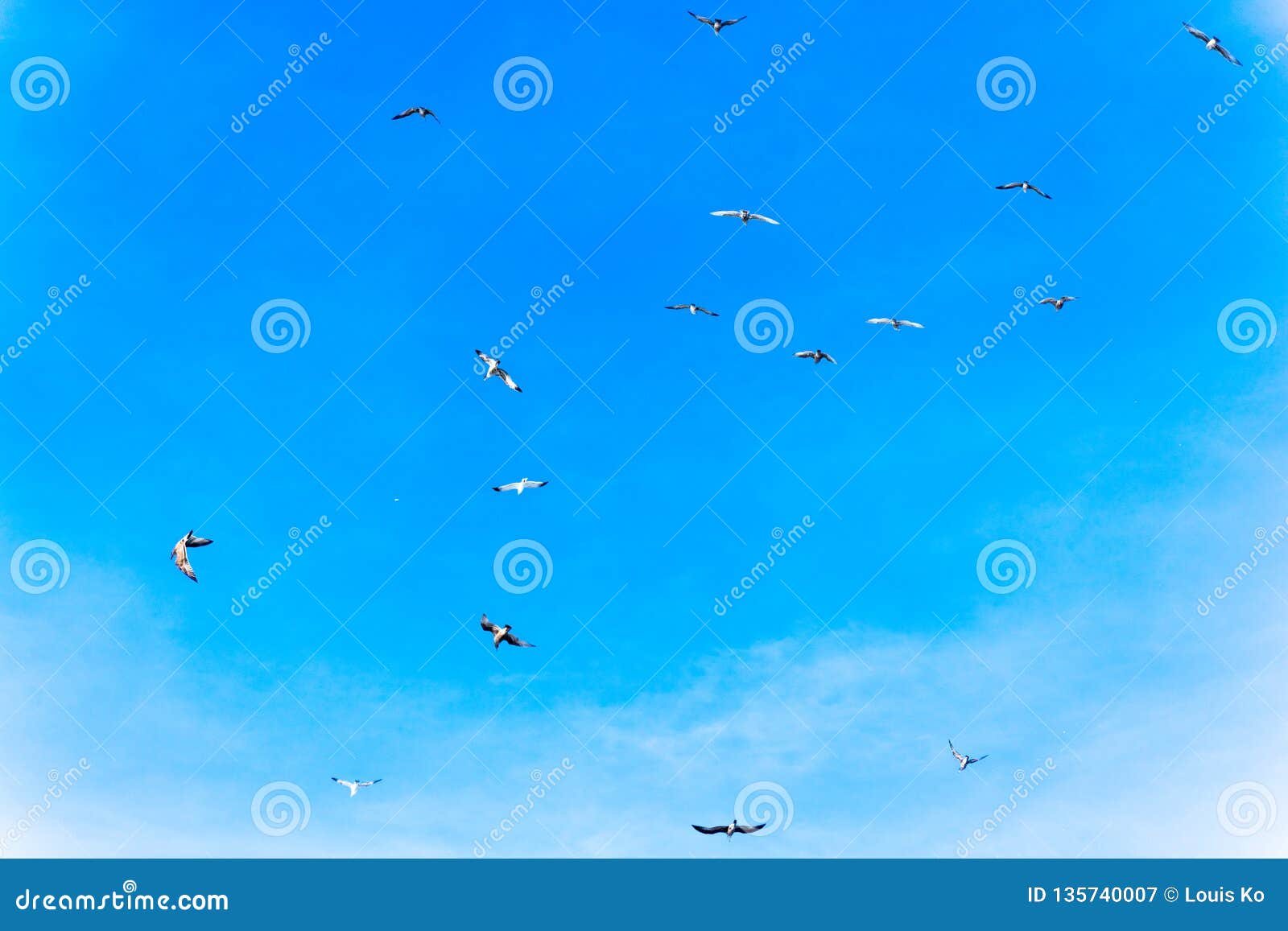 The View of Lands End at San Francisco San Francisco. Summer , Cloud