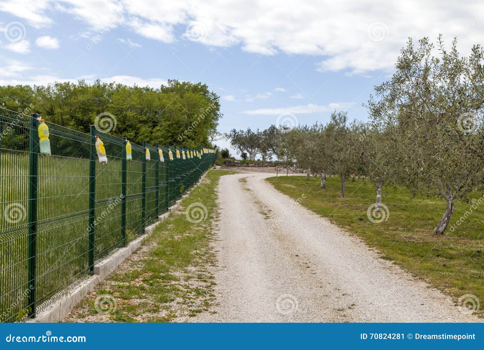 view on a large organic olive grove