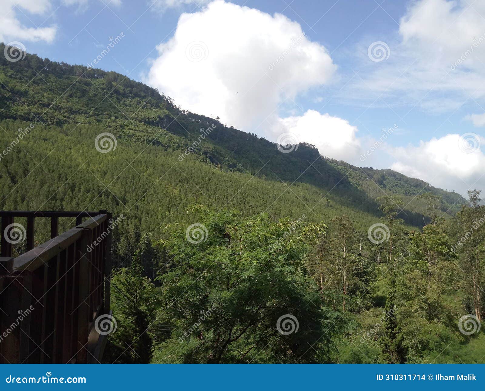 view of the lembang pine forest at the lodge