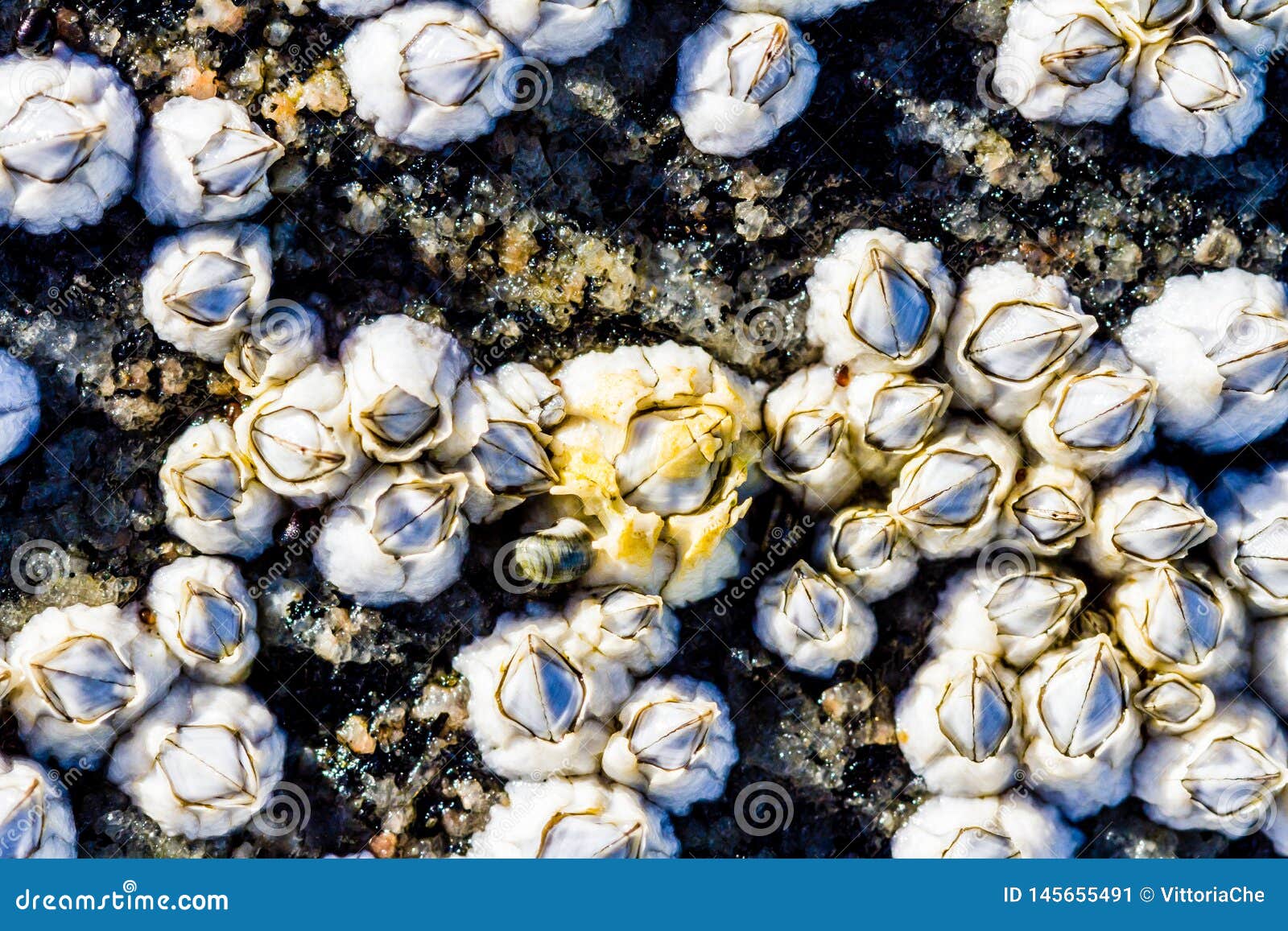 view of the limestone houses of crustaceans from above. sea mollusks semibalanus balanoides on the littoral of the white sea.