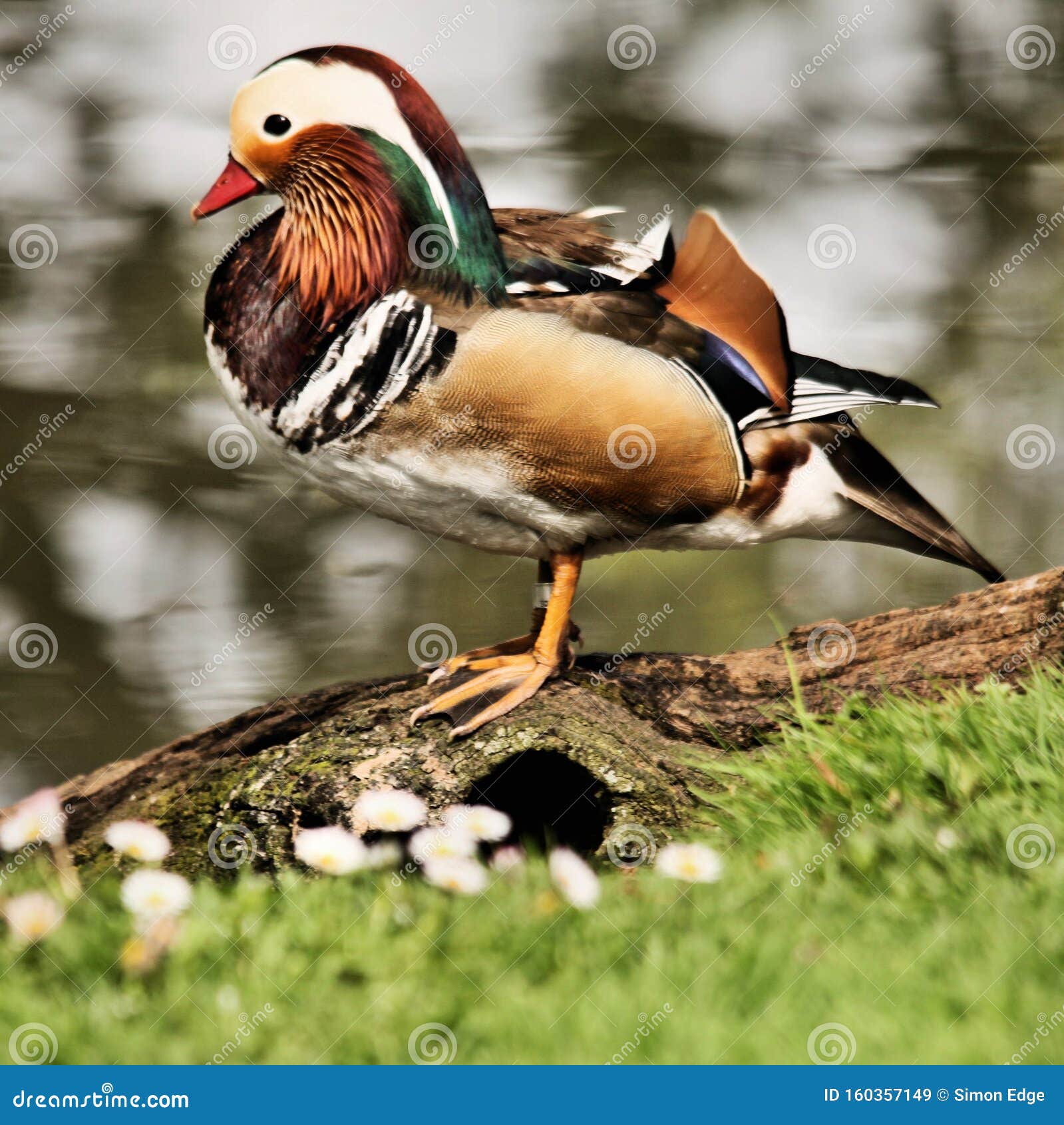 8 Colorful Facts About Mandarin Ducks