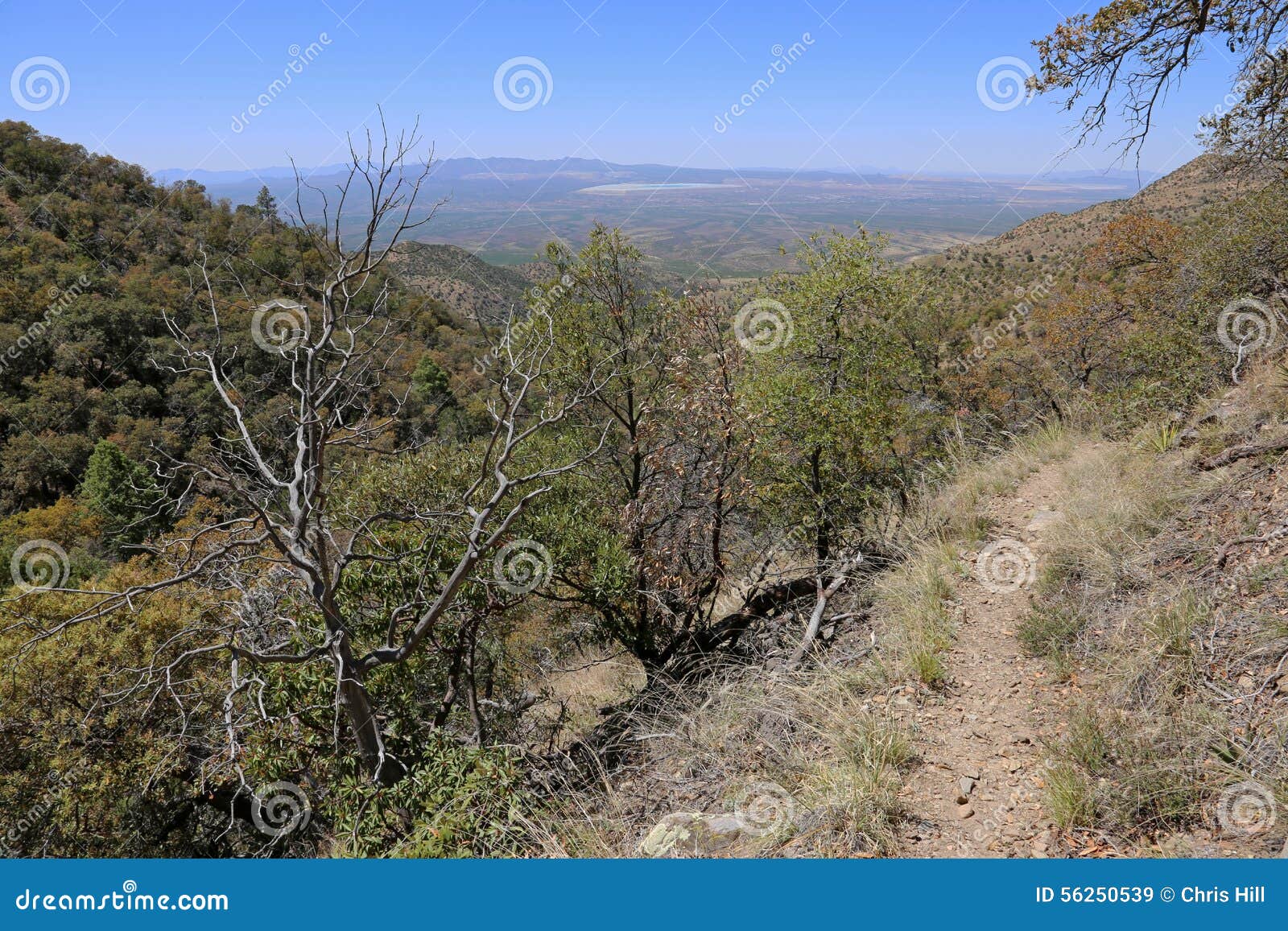 view from madera canyon