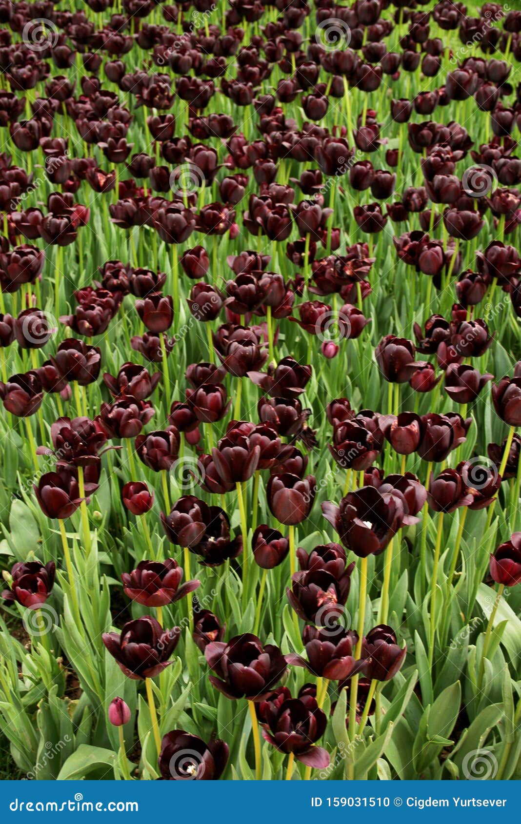 view of many dark colored tulips in a big garden in istanbul tulip festival