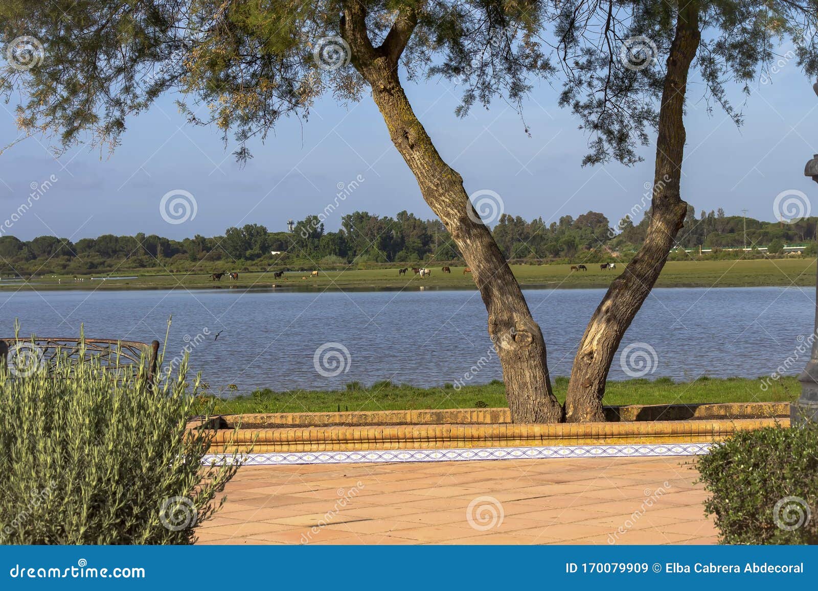 walk in front of the marshes in the village of el rocÃÂ­o