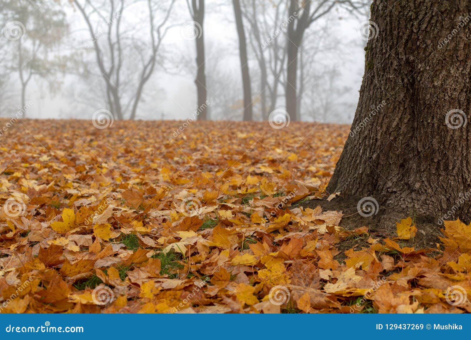 View Of Misty Autumn Park With Fallen Leaves Stock Image Image Of