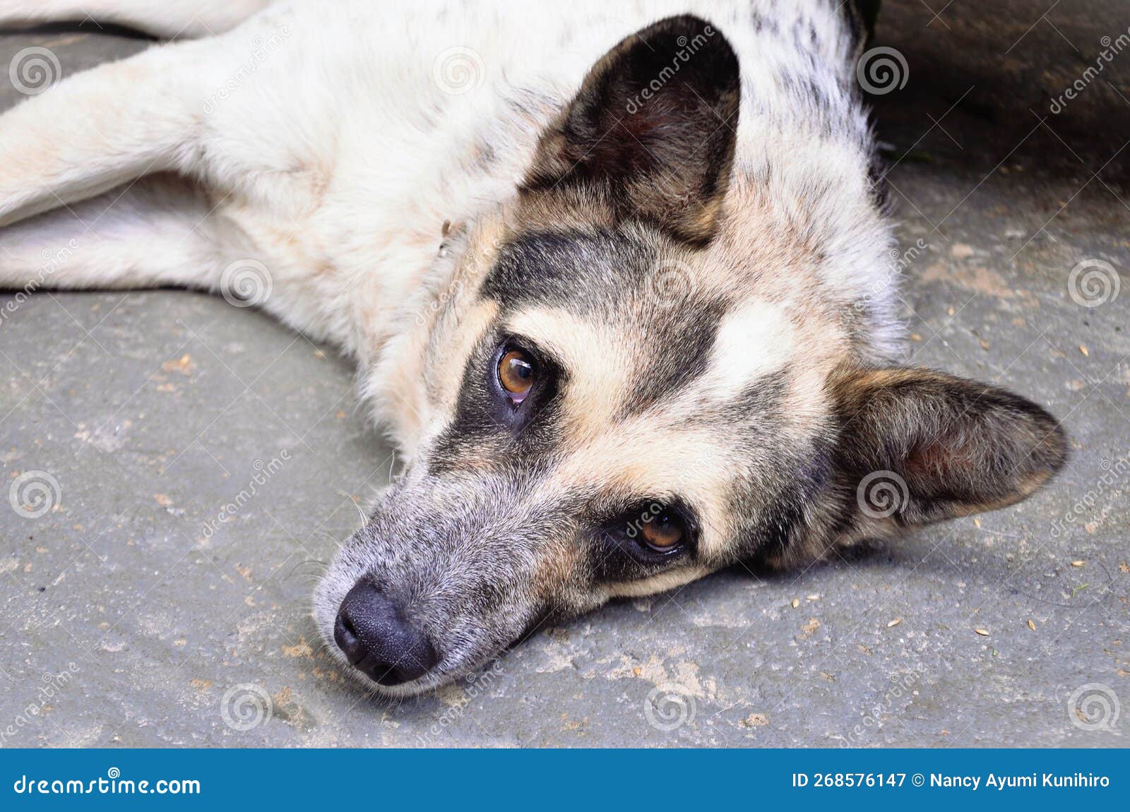 view of a mongrel dog lying on the floor