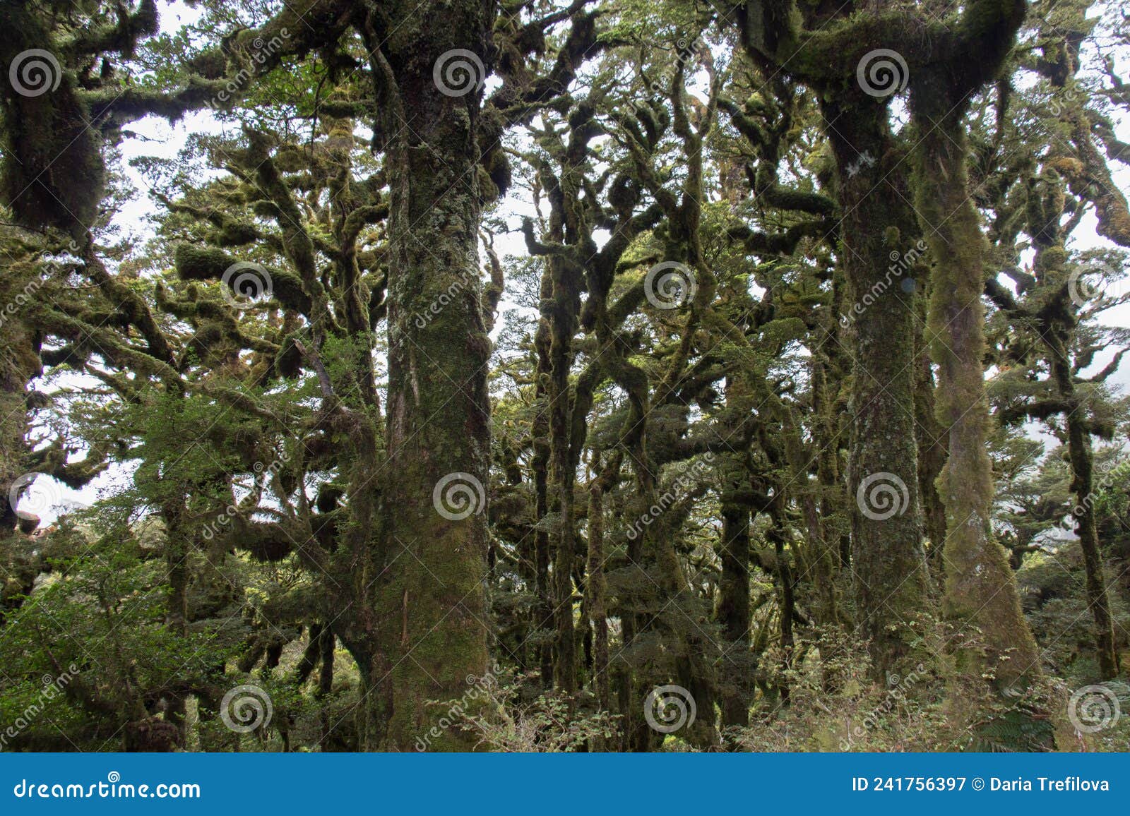 moss covered trees in forest, te urewera national park, new zealand