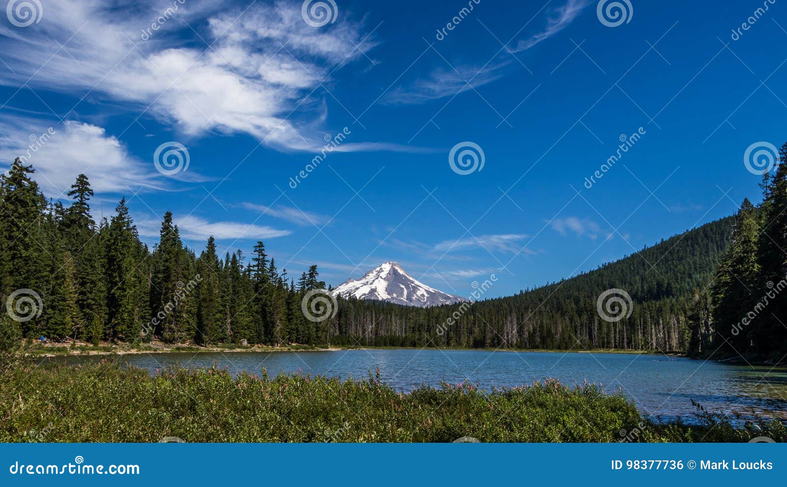 View of Mount Hood from Frog Lake Oregon Stock Photo Image of plant, nature 98377736