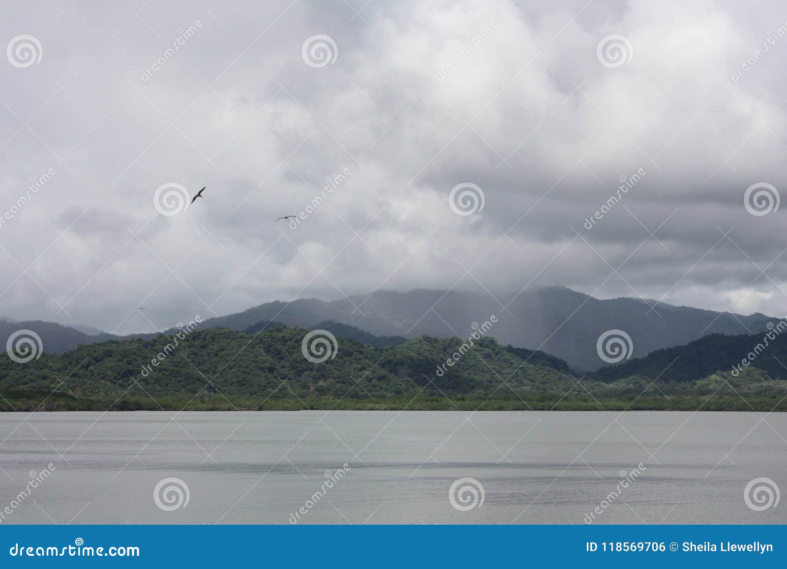 ocean shoreline showing mountain range low clouds bird in flight