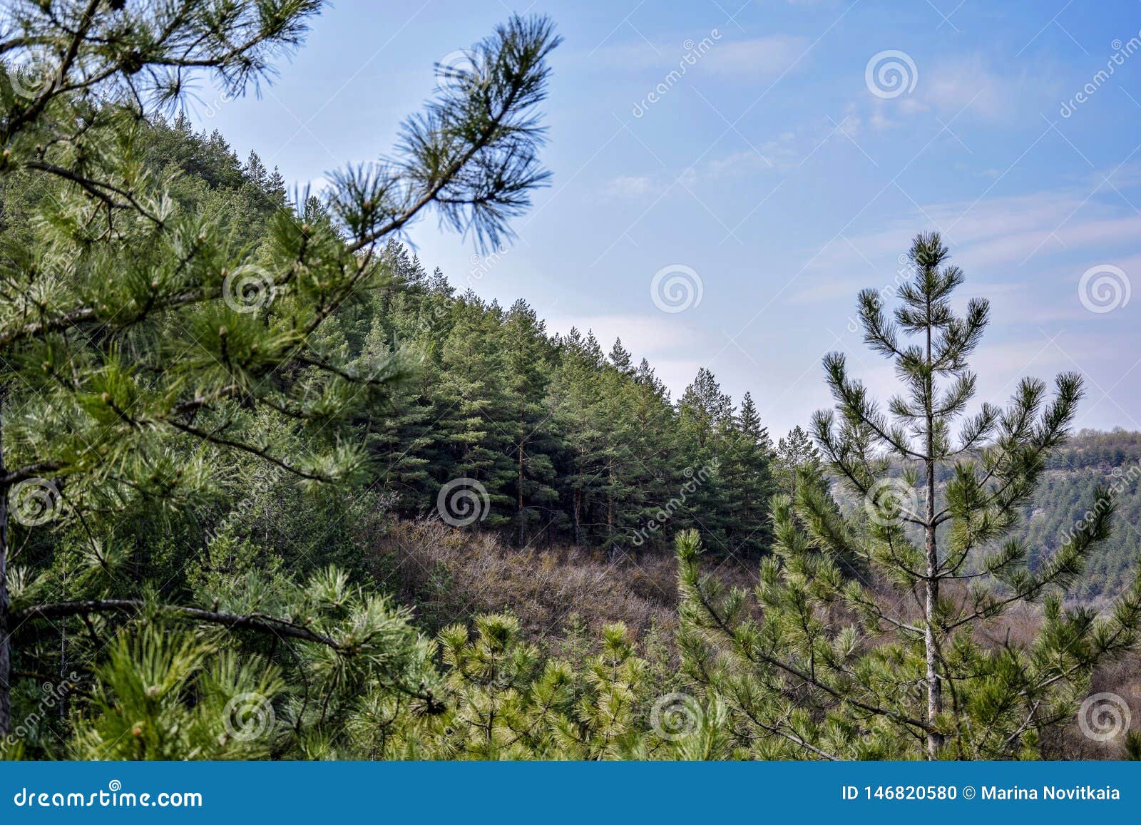 View Of The Mountain Slope With Pine Forest Against The ...