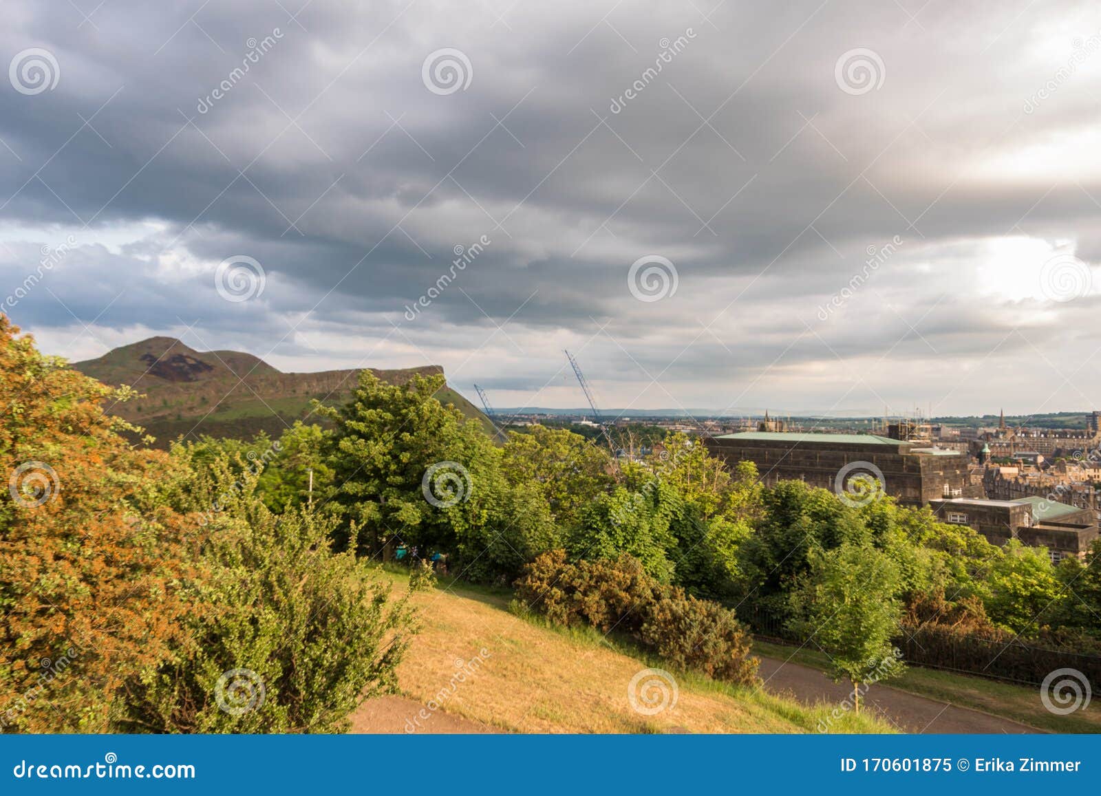 view of scottish mountains with yellow flowers