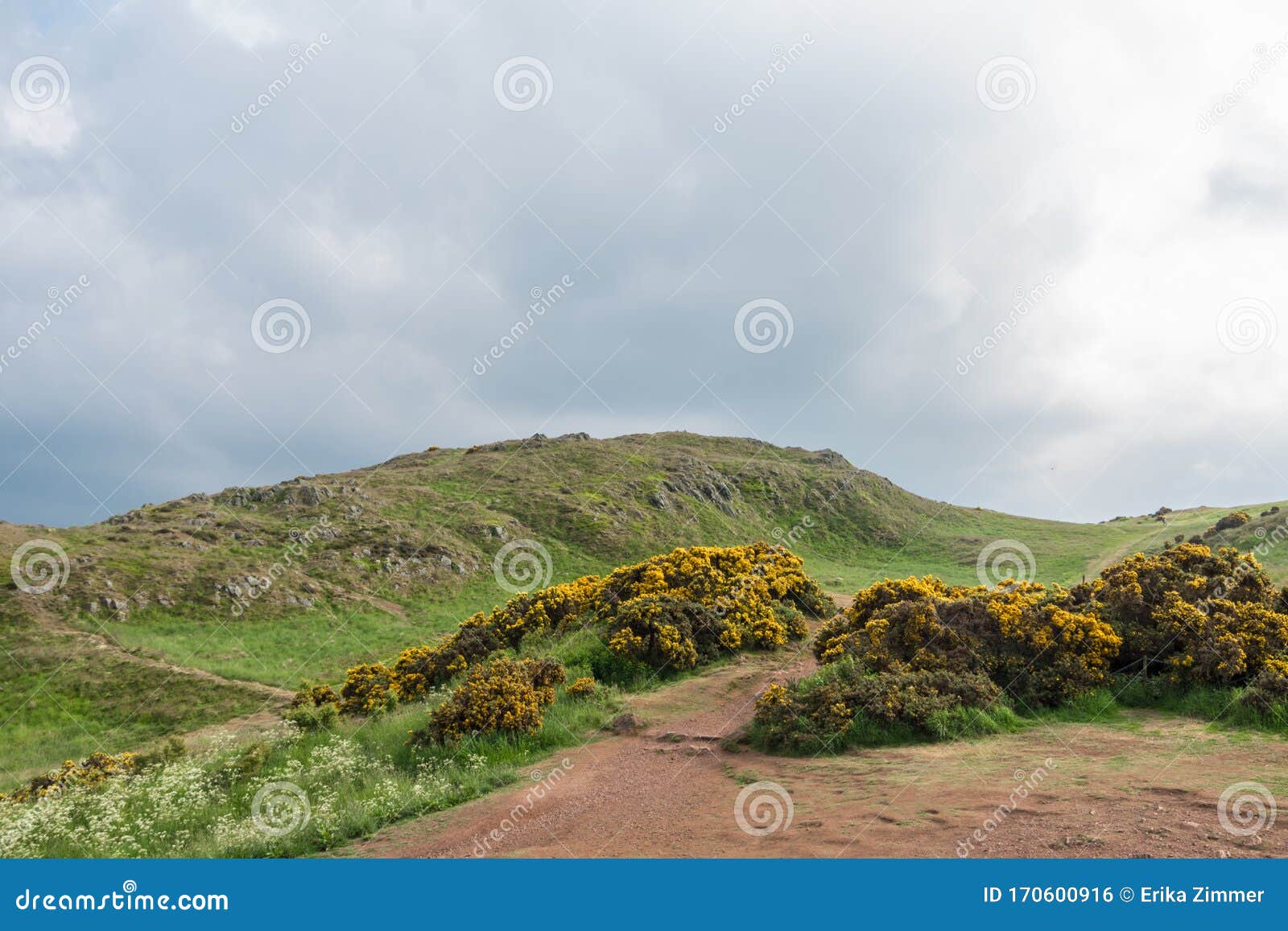 view of scottish mountains with yellow flowers