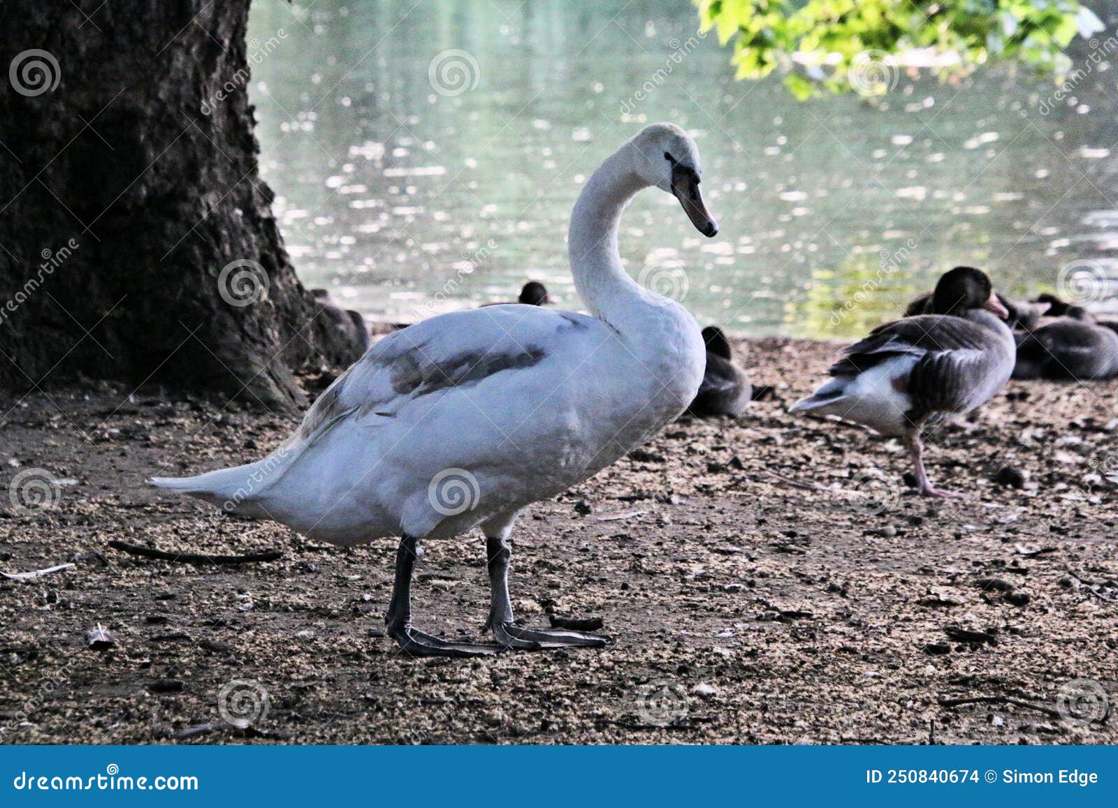A view of a Mute Swan stock photo. Image of hawaiian 250840674