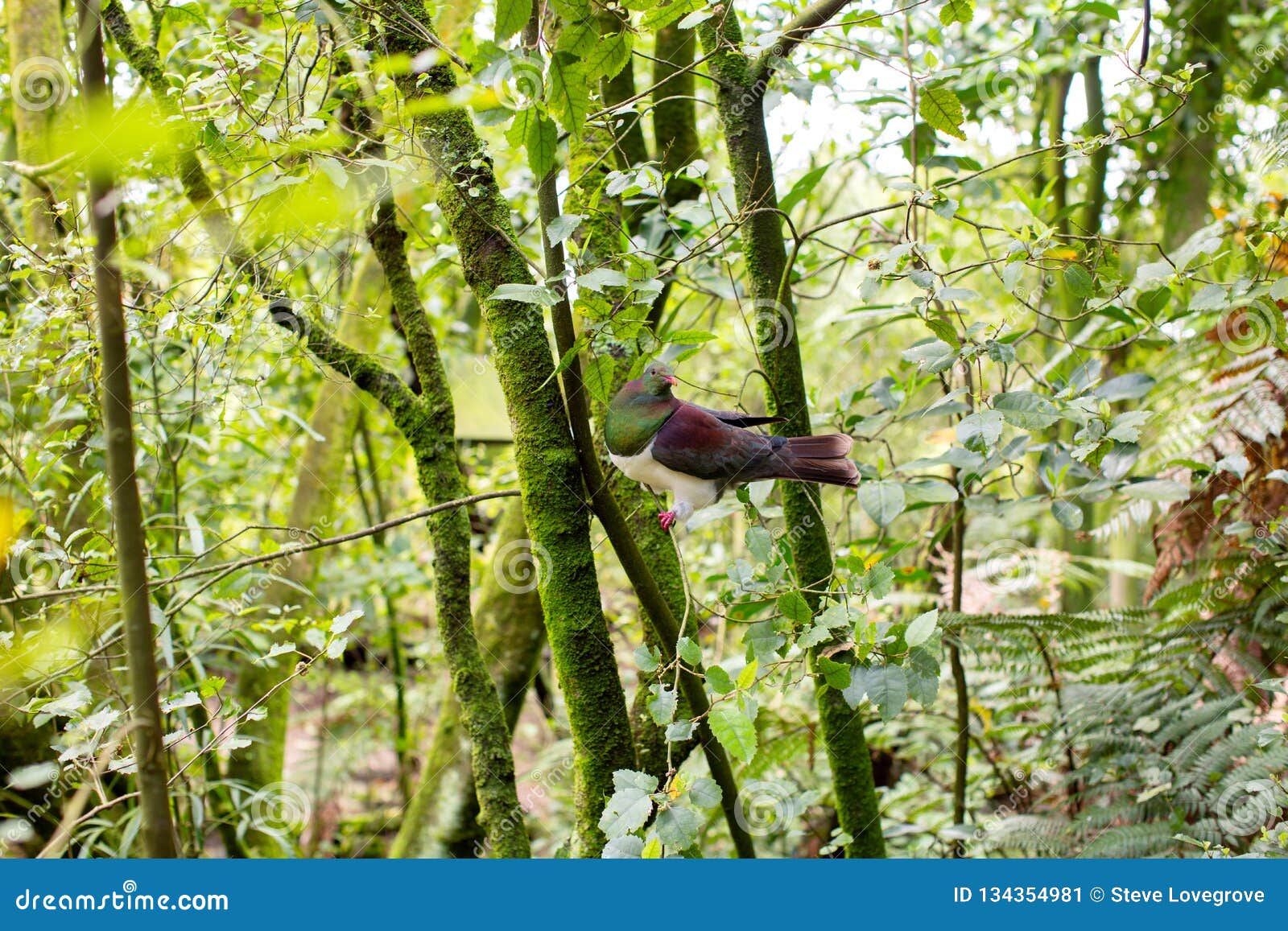 kereru new zealand wood pigeon