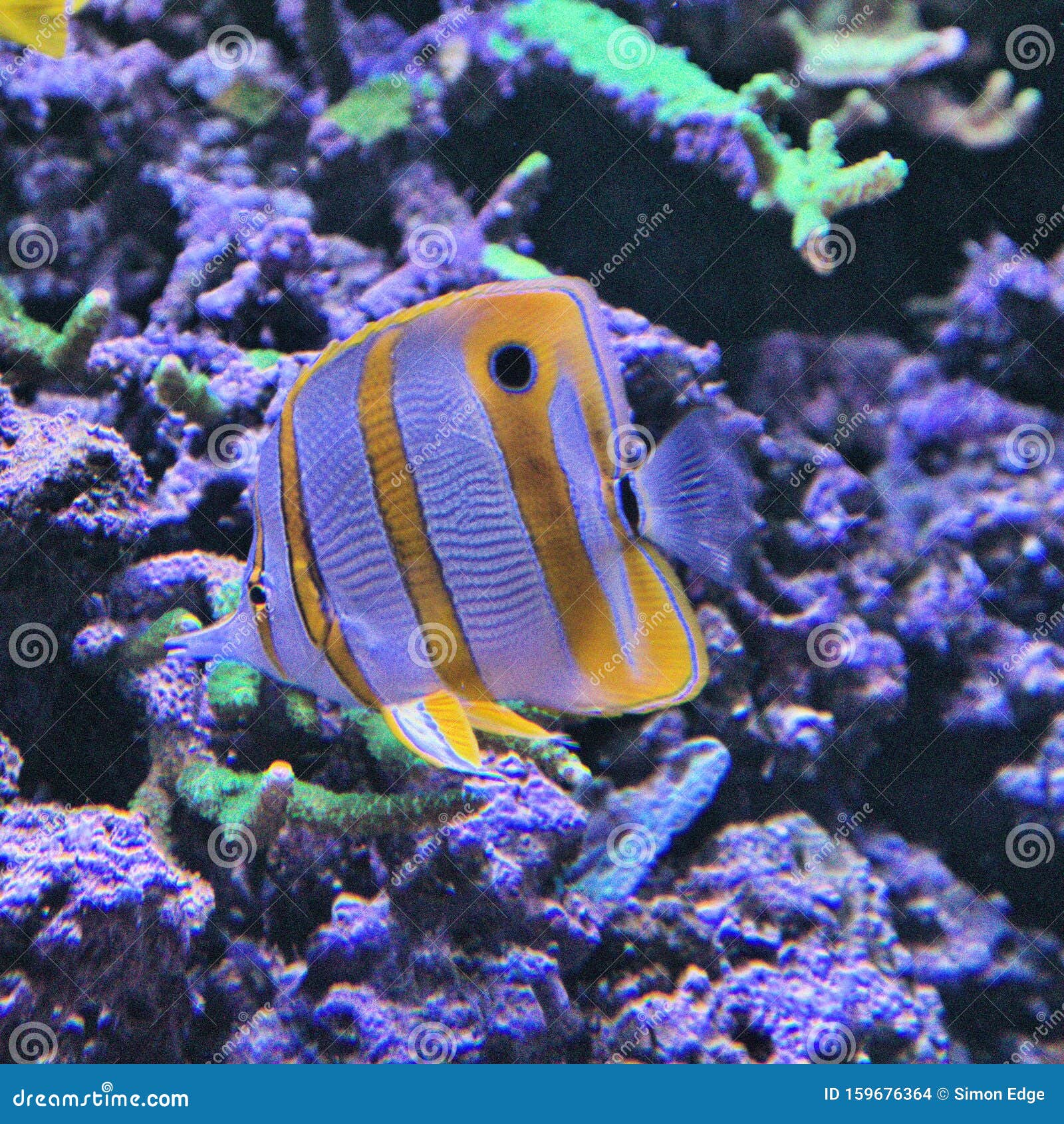 A View of an Orange Striped Fish Stock Photo Image of fishes, marine