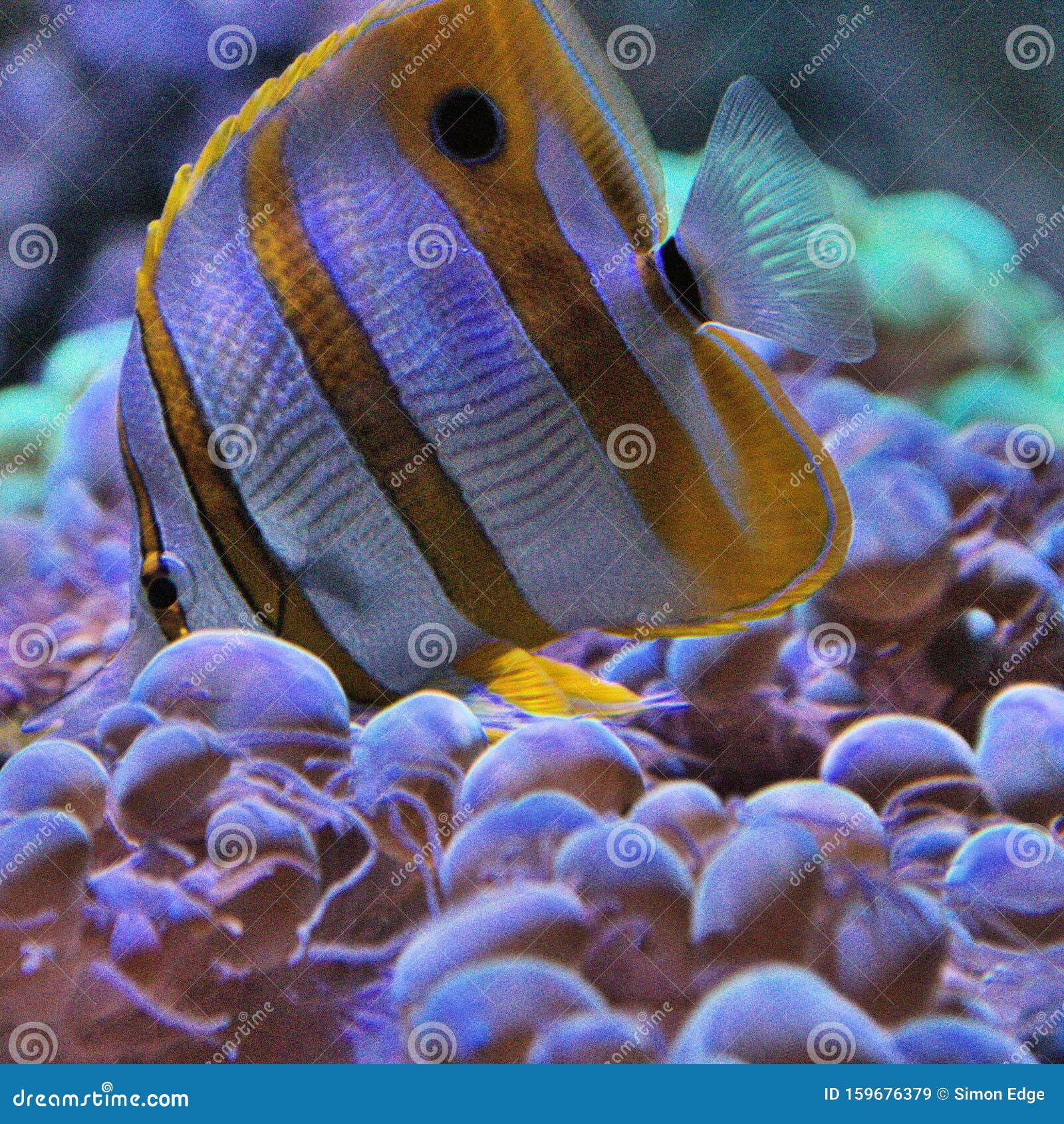A View of an Orange Striped Fish Stock Image Image of life, orange