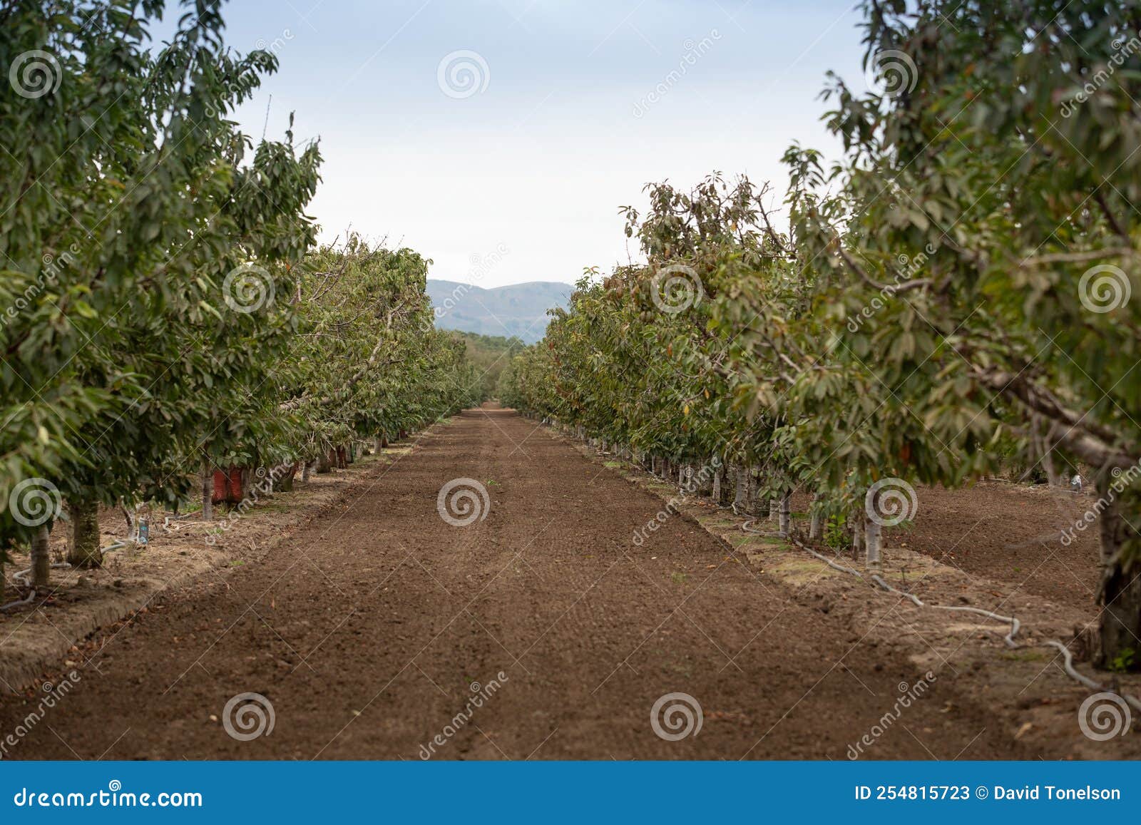 Gilroy Garden Stock Photos Free & RoyaltyFree Stock Photos from