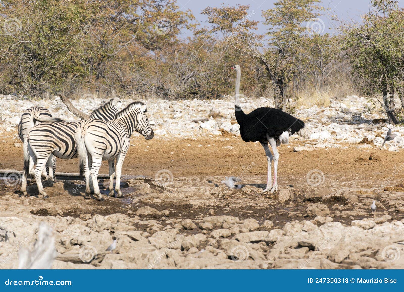 View of ostrich and zebra stock photo. Image of mating 247300318