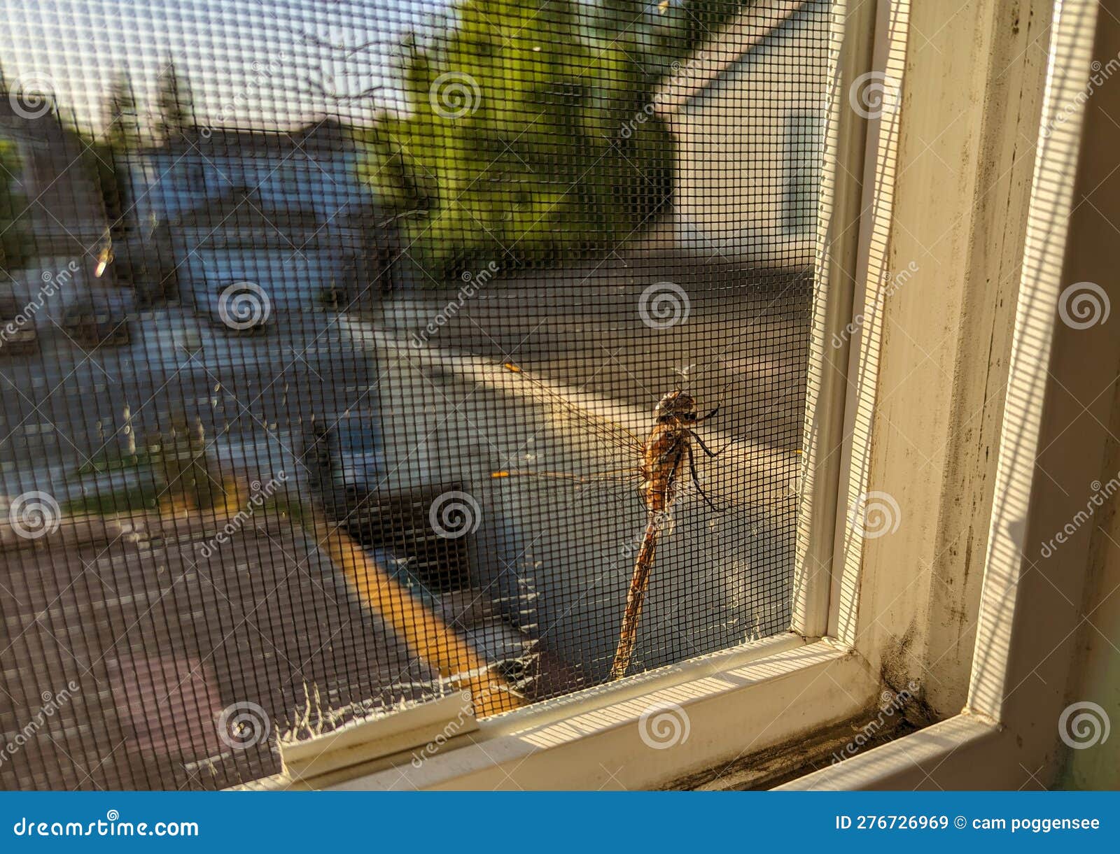 large dragonfly on a window screen of a two story house