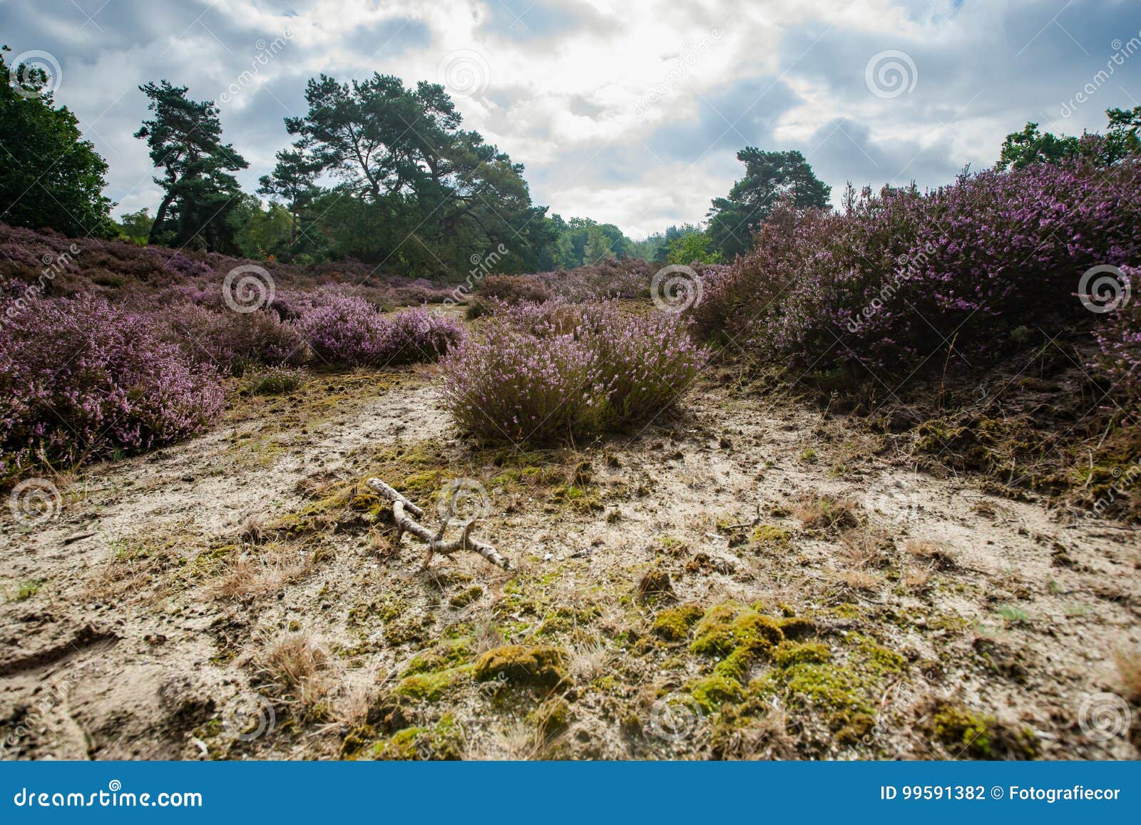 view over a heathland field in full bloom in holland