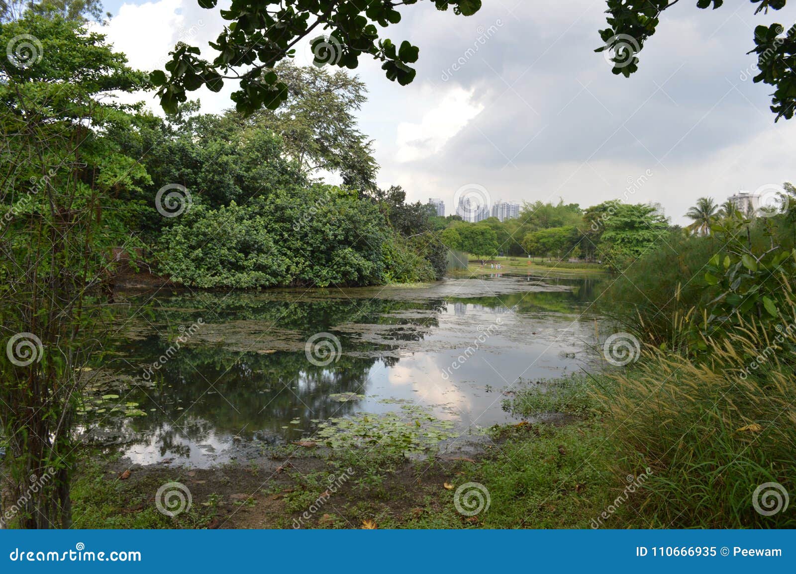 View Over a Pond at Singapore Botanical Gardens Stock Image - Image of ...