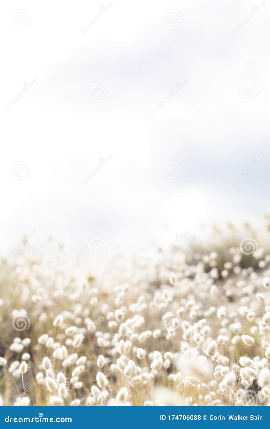 view over rabbit`s foot grass at the beach to sky on a cloudy bright day
