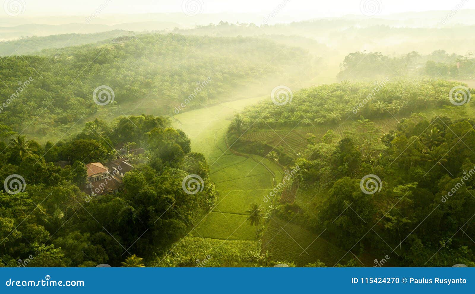 view of palm oil plantation and rice field