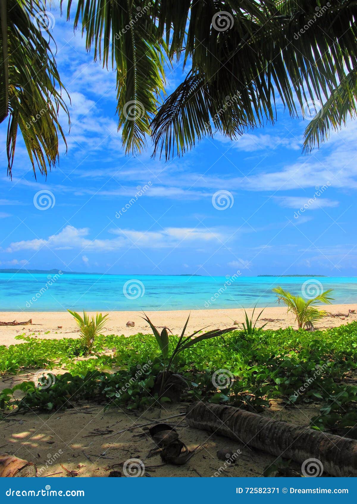 View through the palm trees across a turquoise tropical lagoon. View across a turquoise blue tropical lagoon in the Cook Islands, South Pacific.