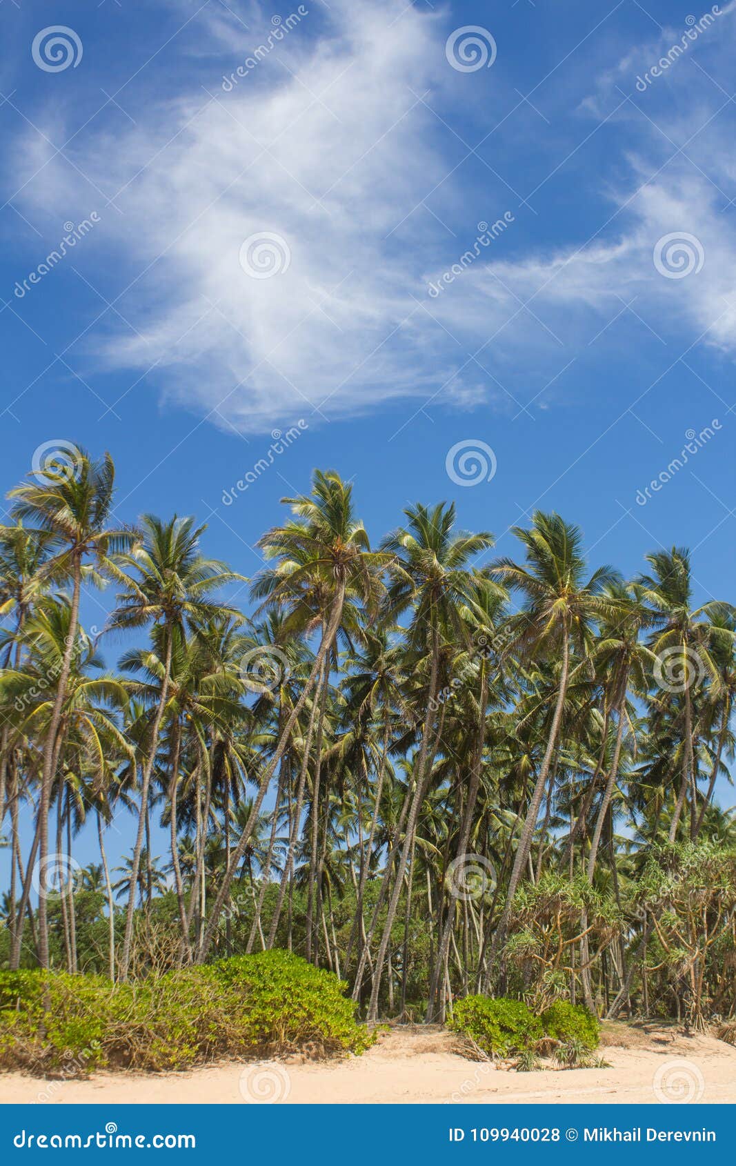 view of palm trees against the sky. island.