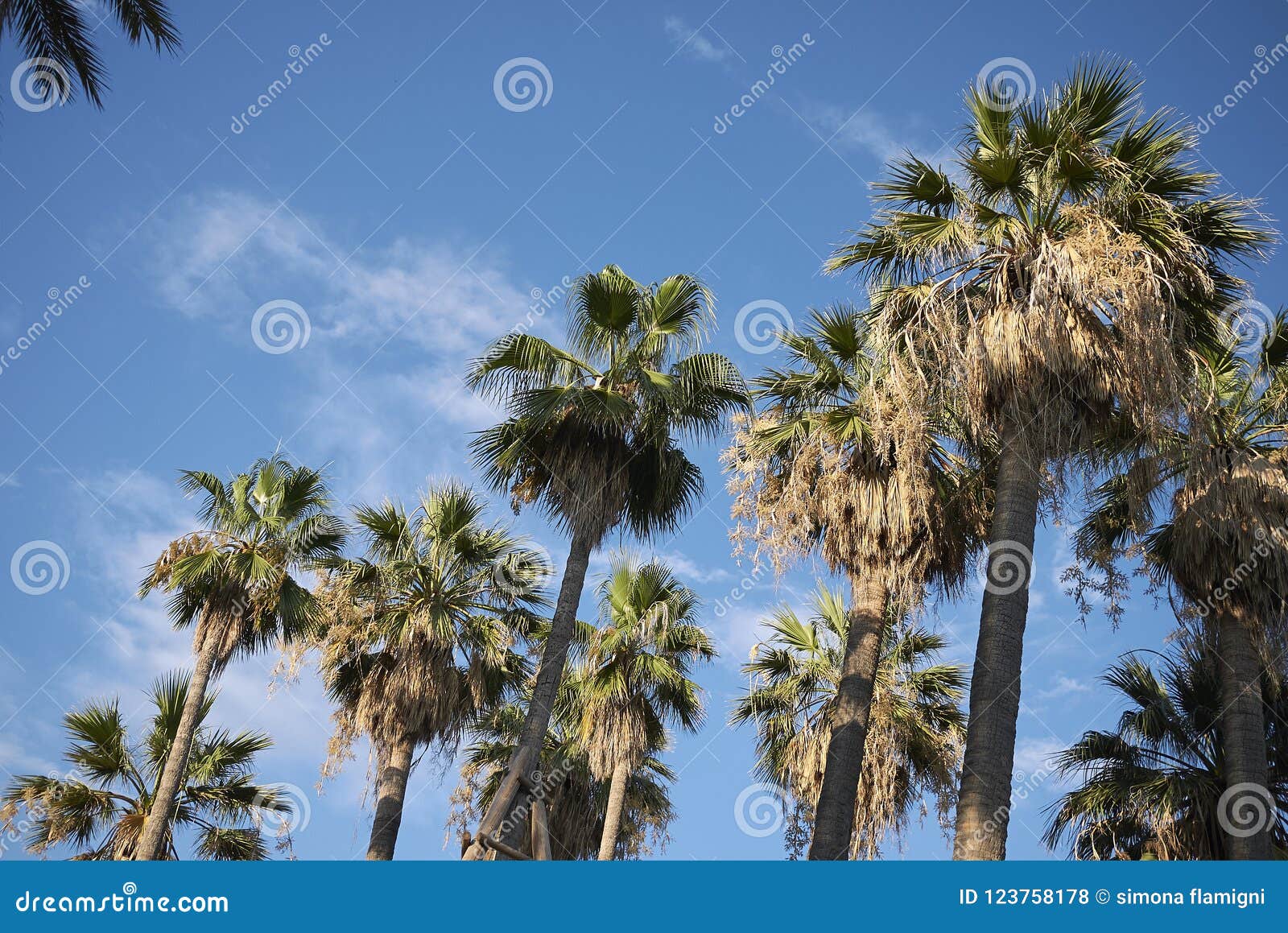 View of Palm trees stock photo. Image of sunny, landmark 123758178