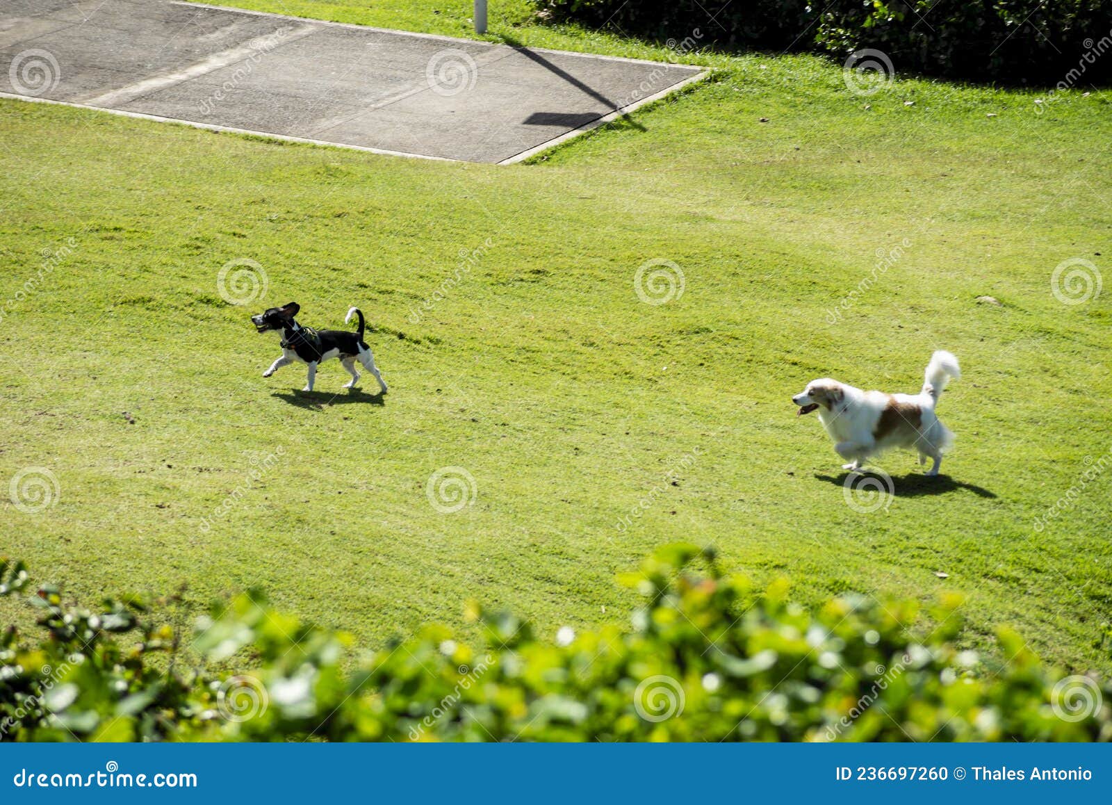 view of a park with dogs running and playing outdoors