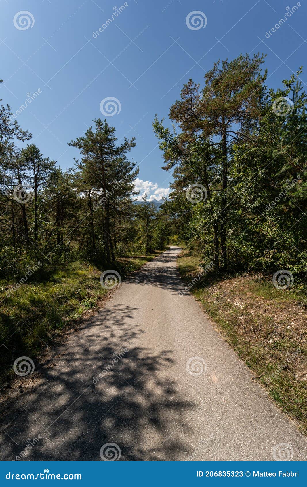 view of a path inside a little forest