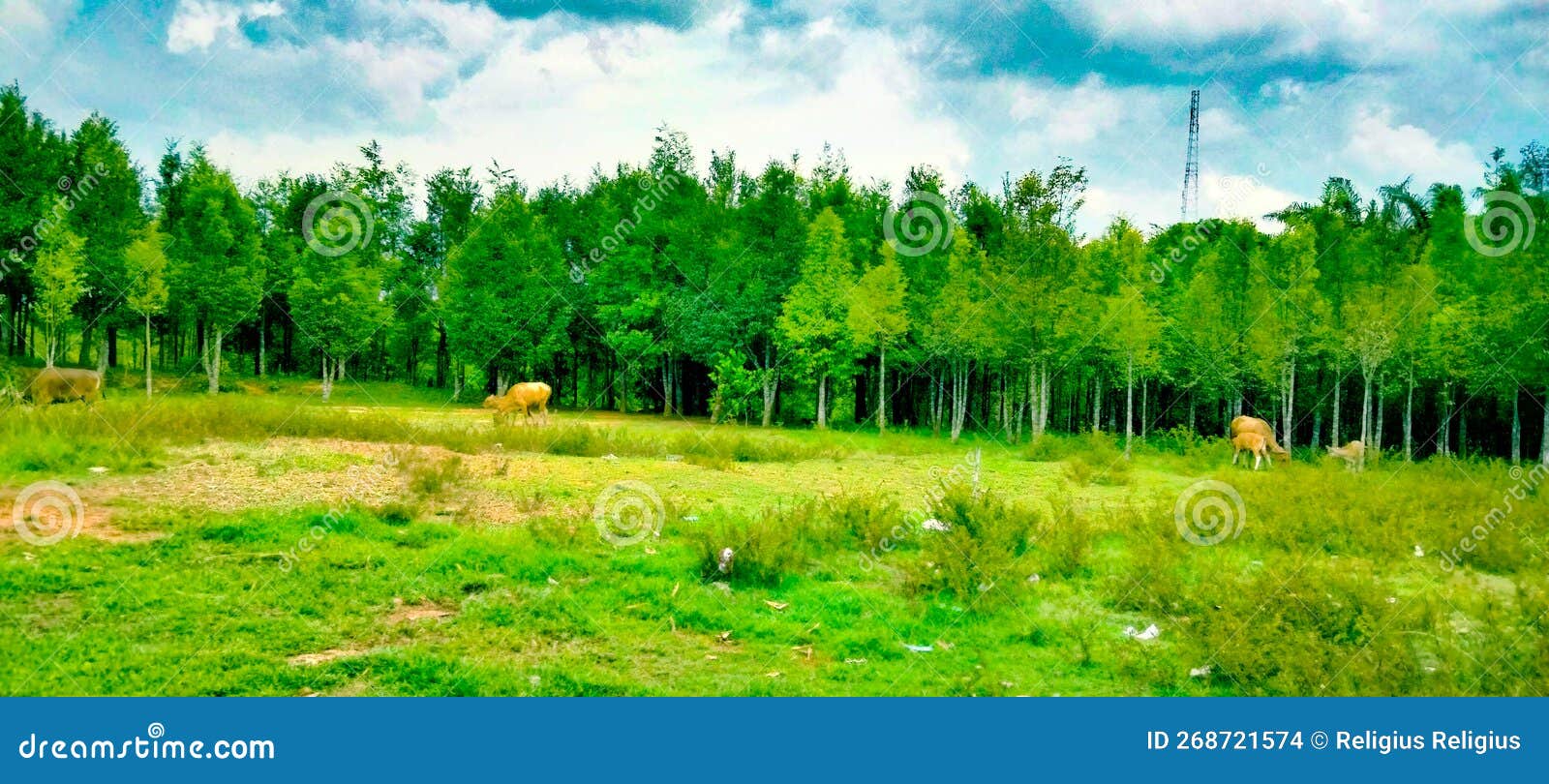 A View of the Pine Tree Forest with Beautiful Stretches of Green Grass