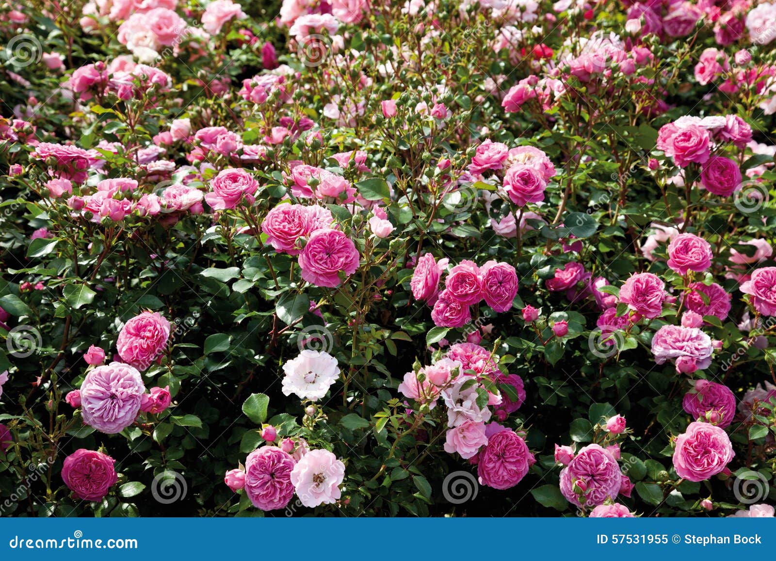 View of Pink Bed Rose Plant Stock Image Image of germany, blossom