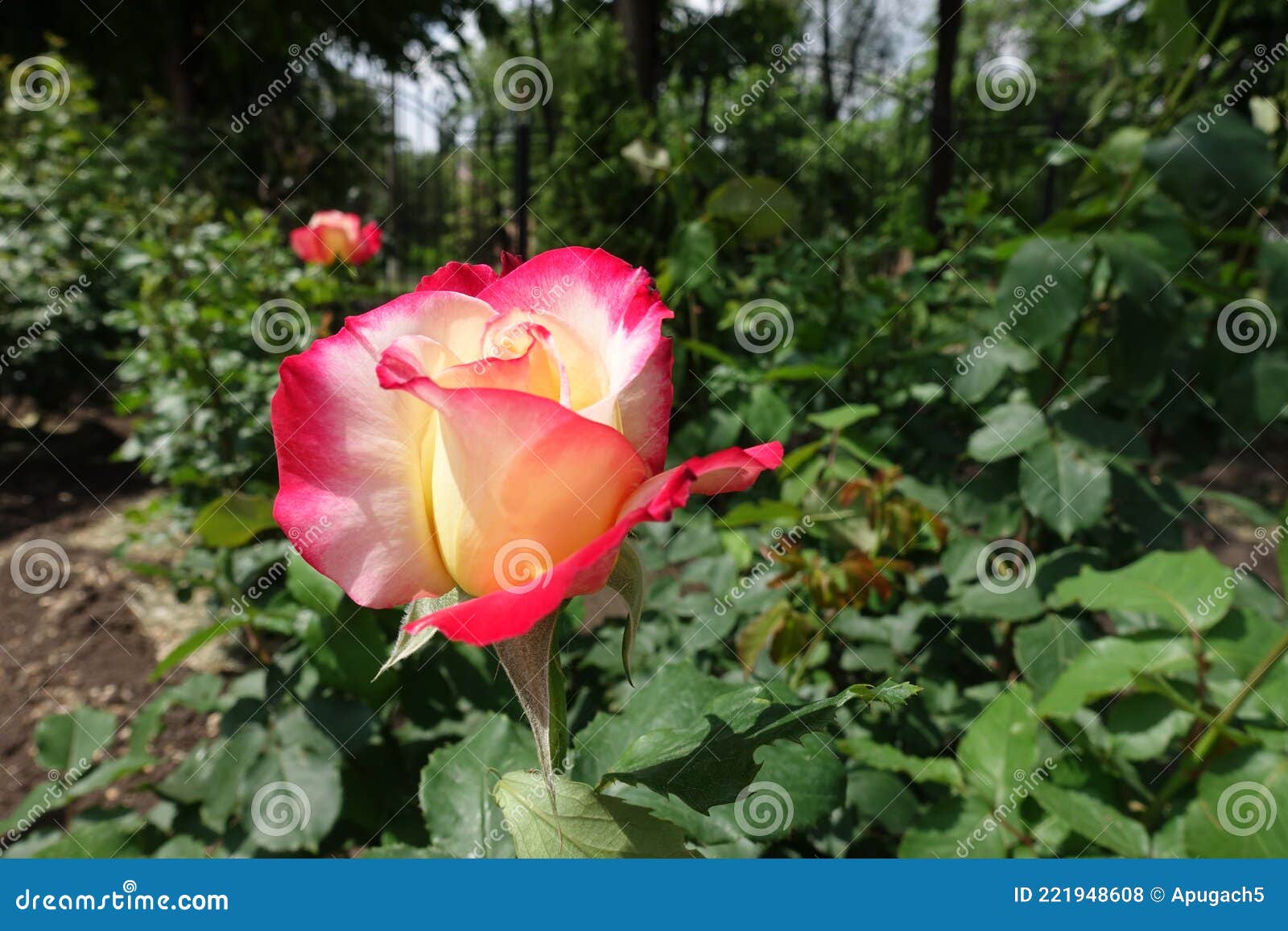 View of Pink and White Flower of Rose from the Side Stock Photo Image