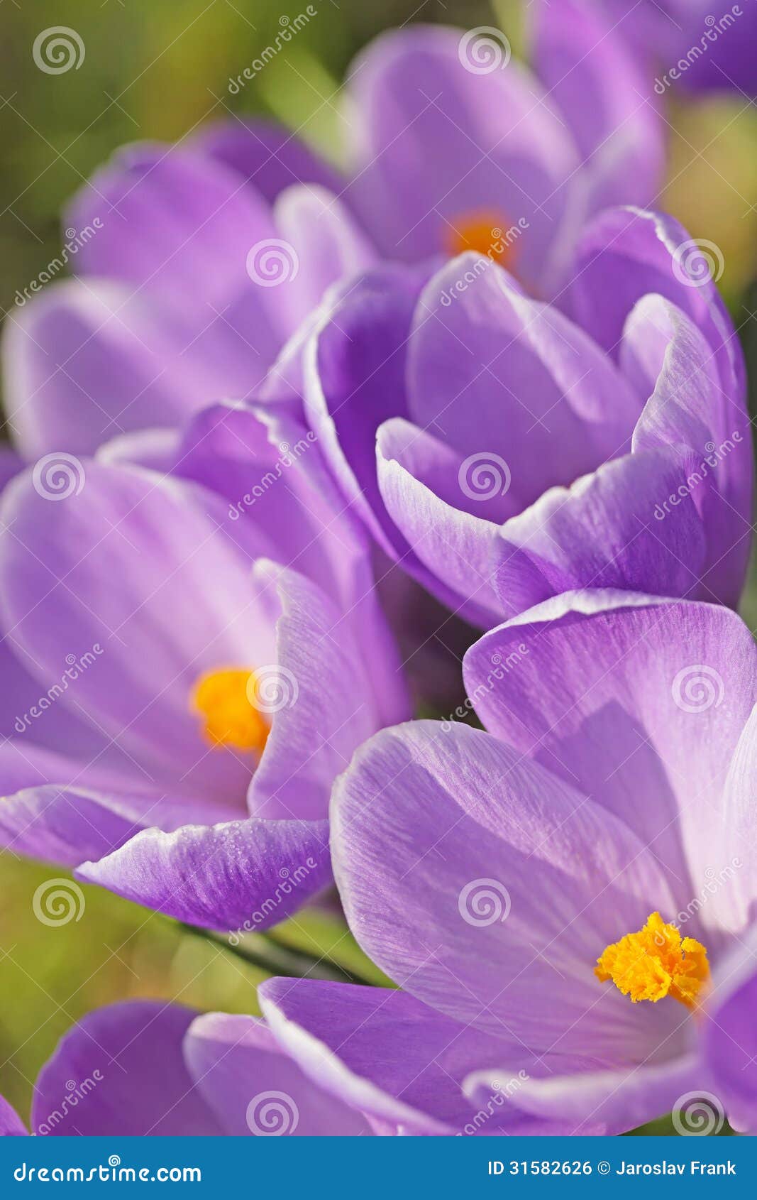 View of the Purple Saffron Flowers. Stock Photo Image of detail