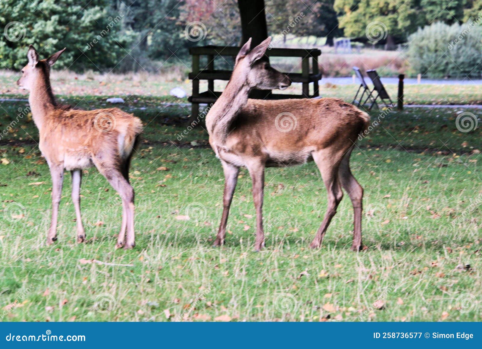 A view of a Red Deer stock image. Image of deer, wild 258736577