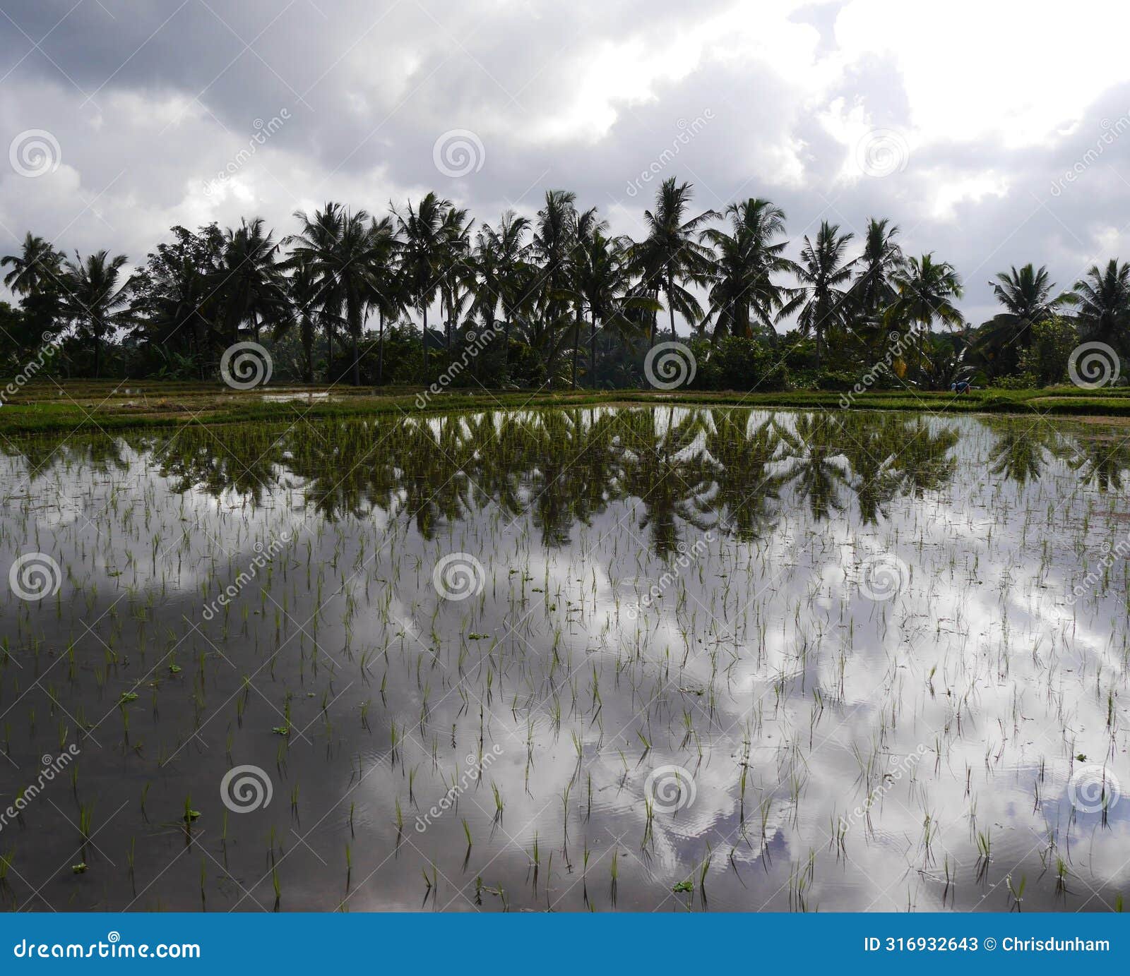 view of rice paddies with palms reflected in water, bali, indonesia