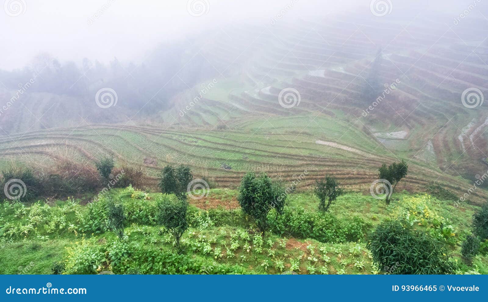 view of rice terraced hills in brume