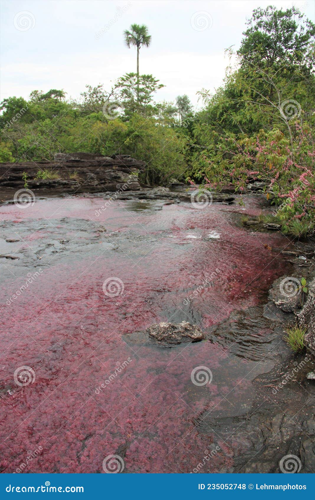 rainforest pink river cano cristales