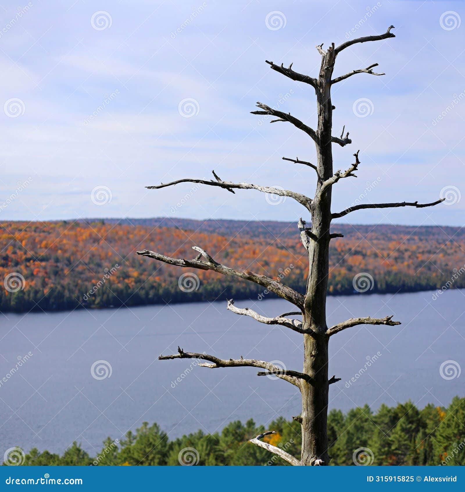 view of rock lake in algonquin park, ontario, canada