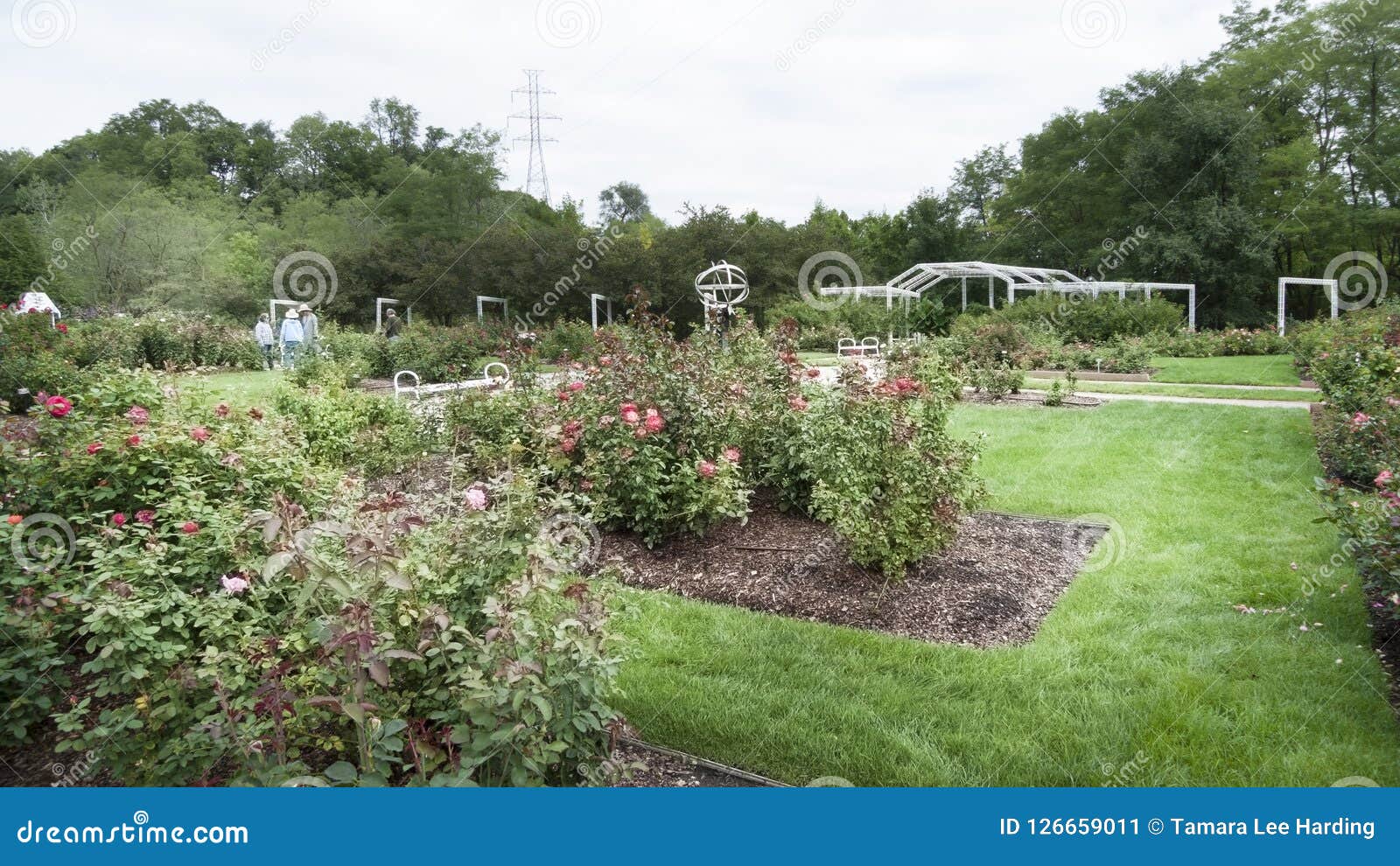 Lauritzen Gardens Omaha Nebraska Rose Garden Editorial Photo